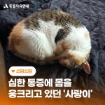 동물자유연대 : [쓰담쓰담] 심한 통증에 웅크리고 있던 ‘사랑이’ [쓰담쓰담] 심한 통증에 웅크리고 있던 ‘사랑이’