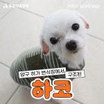 동물자유연대 : 사랑을 주세요~하코 사랑을 주세요~하코