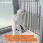 동물자유연대 : 사람과 함께 있을 때 가장 행복한 다운이 사람과 함께 있을 때 가장 행복한 다운이