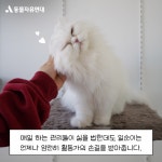동물자유연대 : 조용히 다가와 사랑을 전해주는 일순이 조용히 다가와 사랑을 전해주는 일순이