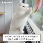 동물자유연대 : 조용히 다가와 사랑을 전해주는 일순이 조용히 다가와 사랑을 전해주는 일순이