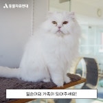 동물자유연대 : 조용히 다가와 사랑을 전해주는 일순이 조용히 다가와 사랑을 전해주는 일순이