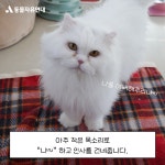 동물자유연대 : 조용히 다가와 사랑을 전해주는 일순이 조용히 다가와 사랑을 전해주는 일순이