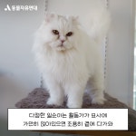 동물자유연대 : 조용히 다가와 사랑을 전해주는 일순이 조용히 다가와 사랑을 전해주는 일순이