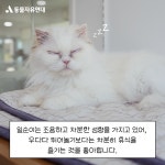 동물자유연대 : 조용히 다가와 사랑을 전해주는 일순이 조용히 다가와 사랑을 전해주는 일순이