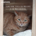 동물자유연대 : 지하 주차장에서 어미를 찾던 행운이 이야기🍀 지하 주차장에서 어미를 찾던 행운이 이야기🍀