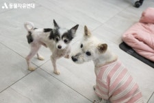 동물자유연대 : 보령불법번식장에서 구조된 아미 보령불법번식장에서 구조된 아미