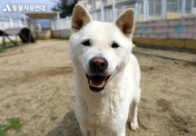 동물자유연대 : 자유가 악성 림프종 판정을 받았습니다. 자유가 악성 림프종 판정을 받았습니다.