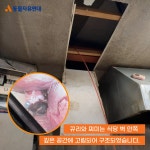 동물자유연대 : 막내 냥이들의 등장! 뀨리, 찌미, 요미 막내 냥이들의 등장! 뀨리, 찌미, 요미