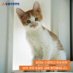 동물자유연대 : 막내 냥이들의 등장! 뀨리, 찌미, 요미 막내 냥이들의 등장! 뀨리, 찌미, 요미