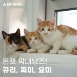 동물자유연대 : 막내 냥이들의 등장! 뀨리, 찌미, 요미 막내 냥이들의 등장! 뀨리, 찌미, 요미