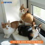 동물자유연대 : 막내 냥이들의 등장! 뀨리, 찌미, 요미 막내 냥이들의 등장! 뀨리, 찌미, 요미