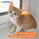 동물자유연대 : 막내 냥이들의 등장! 뀨리, 찌미, 요미 막내 냥이들의 등장! 뀨리, 찌미, 요미