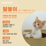 동물자유연대 : 달봉이는 궁금한 것이 너무 많아요! 달봉이는 궁금한 것이 너무 많아요!