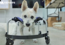 동물자유연대 : 토롱이와 물렁이에게 새 휠체어가 생겼어요! 토롱이와 물렁이에게 새 휠체어가 생겼어요!