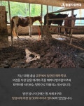 동물자유연대 : [참가요청]공주 폐마목장 추모제, 달릴 수 없는 말도 삶을 누릴 자격이 있다 [참가요청]공주 폐마목장 추모제, 달릴 수 없는 말도... 
