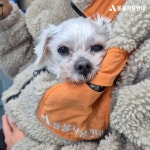 동물자유연대 : 희동이의 건강 소식을 전합니다. 희동이의 건강 소식을 전합니다.