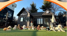 동물자유연대 : DOG365의 후원 DOG365의 후원