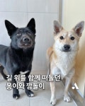 동물자유연대 : 길 위를 함께 떠돌던 몽이와 깜돌이 이야기 길 위를 함께 떠돌던 몽이와 깜돌이 이야기