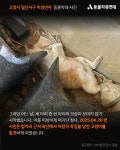동물자유연대 : [탄원서명 요청] 고양시 일산서구, 미성년자로부터... [탄원서명 요청] 고양시 일산서구, 미성년자로부터 잔인하게 죽임당한... 