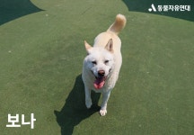 동물자유연대 : 🧡 위탁보호소에서 지내고 있는 통영 개농장 구조견 친구들 소식 전합니다! 🧡 위탁보호소에서 지내고 있는 통영 개농장 구조견... 