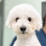 동물자유연대 동물자유연대 - 동물들이 보다 더 나은 삶을 살 수 있는 사회를 만들어 가겠습니다.