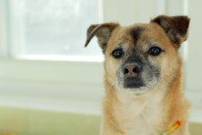 동물자유연대 : [D10-006관] 점프왕자 갑돌이 [D10-006관] 점프왕자 갑돌이