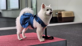 활동후기 - 동물보호복지플랫폼