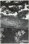Climbing Rose Vines, Saratoga Springs, New York | The Art Institute of Chicago