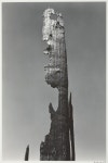 Burned Stump | The Art Institute of Chicago