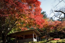 京の奥山、紅葉とコケと山野草　とっておきの庭「白龍園」 | 朝日新聞デジタルマガジン＆[and]