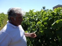 もうすぐ春。ロゼの微発泡ワインに山菜料理を合わせて | 朝日新聞デジタル＆w（アンド・ダブリュー）