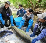（ｅｃｏ活プラス）池の水抜いた、何がいた？　都市部で「かいぼり」、外来種駆除：朝日新聞デジタル 【写真・図版】「かいぼり」... 