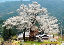 岡山）津山の「尾所の桜」が見頃：朝日新聞デジタル
