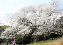 気仙沼湾望む地に立つ「種まき桜」が見ごろ　宮城：朝日新聞デジタル