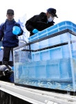 福島）台風被害乗り越えサケ稚魚放流　楢葉の木戸川：朝日新聞デジタル