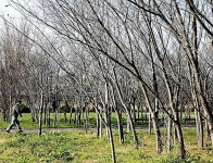 （地域発）鳥取県から　名物「素ラーメン」お土産に　うどんだしで素朴な味わい：朝日新聞デジタル