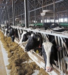 （けいざい＋）牛乳ピンチ：下　本州で酪農、苦しい中でも奮闘：朝日新聞デジタル