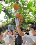 花粉付けから育てたナシ実った　上里・長幡小児童が収穫体験：朝日新聞デジタル