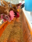 「黄身が白い」卵、高校生が飼育法確立 京都の有名ホテルでコースに：朝日新聞デジタル 【写真・図版】... 