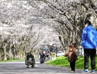 桜のトンネル見ごろ　津の「北神山花街道」：朝日新聞デジタル
