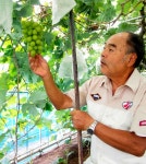 ブドウ農家「一晩で9割やられた」 収穫期の夜、狙われやすい広い畑 [茨城県]：朝日新聞デジタル ブドウ農家「一晩で9割やられた」... 