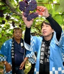 デラウェア甘く園児ぱくぱく　宇佐・安心院で初出荷：朝日新聞デジタル