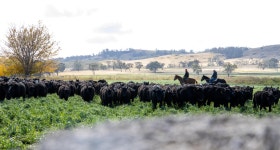 Chef Hayden Quinns local guide to New England - Tourism Australia