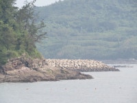 등대민박 방파제 부근 낚시 포인트, 어란진항 인근 바다낚시 포인트 - 바다타임 [바다타임]대한민국 최대 물때표 사이트>서해>어란진항<바다 낚시... 