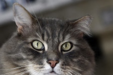 Meow! Get ready for all the judging at the Hidden Peak Cat Club... Sun Meow! Get ready for all the judging at the Hidden Peak Cat... 