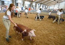 Highlights of the 2019 Carroll County 4-H and FFA Fair – Baltimore Sun Highlights of the 2019 Carroll County 4-H and FFA Fair