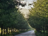 국립백두대간수목원: 수목원 플러스 + > 수목원이야기-상세 아름다운 꽃과 맛있는 열매를 선사하는 돌배나무