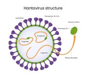 [biorbyt] Hantavirus Research Hub | 연구용제품 > Bio마켓 | BRIC