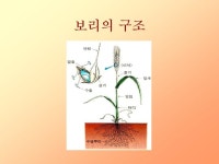 프리젠테이션 자료(식품영양_보리) | 비즈폼 - 샘플,양식 다운로드 프리젠테이션 자료(식품영양_보리) 샘플, 양식 다운로드